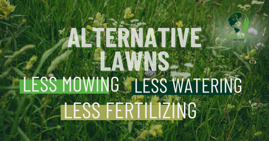 Rethink Your Lawn with Earthwise Seed Company