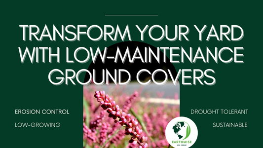 Transform Your Yard with Low-Maintenance Ground Covers