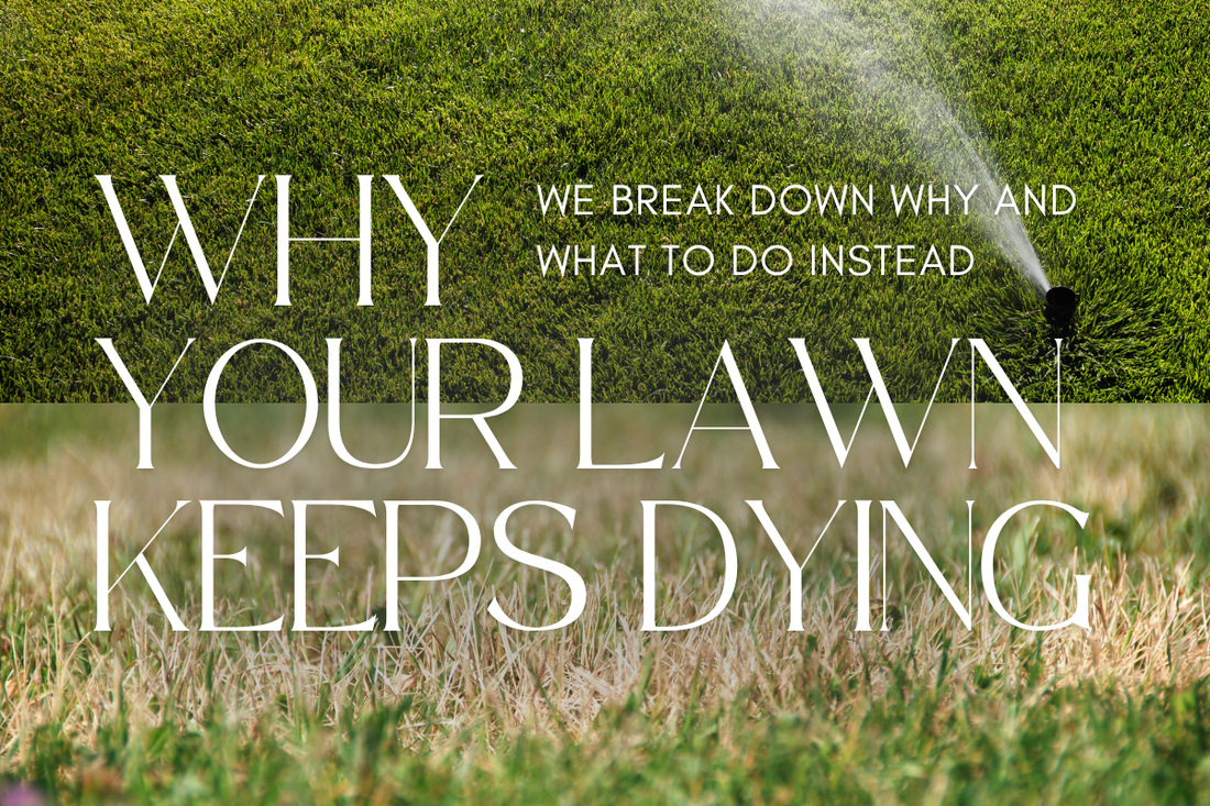 Why Your Lawn Keeps Dying Every Summer—And What to Do Instead.