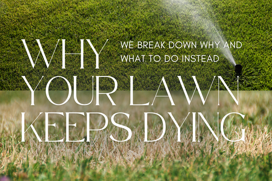 Why Your Lawn Keeps Dying Every Summer—And What to Do Instead.
