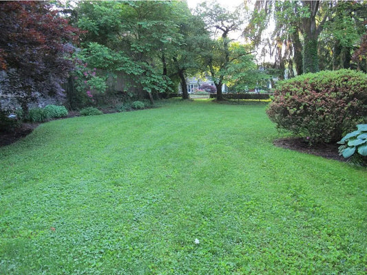 Embrace Eco-Friendly Beauty with Earthwise Seed's Clover Lawns
