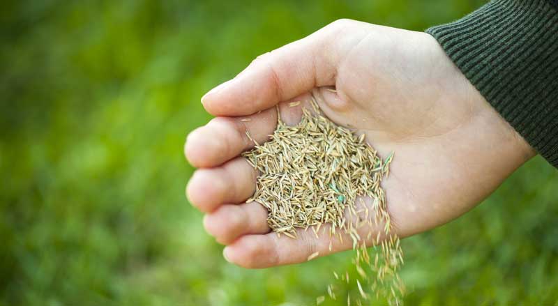 a hand holding grass seed falling onto green lawn