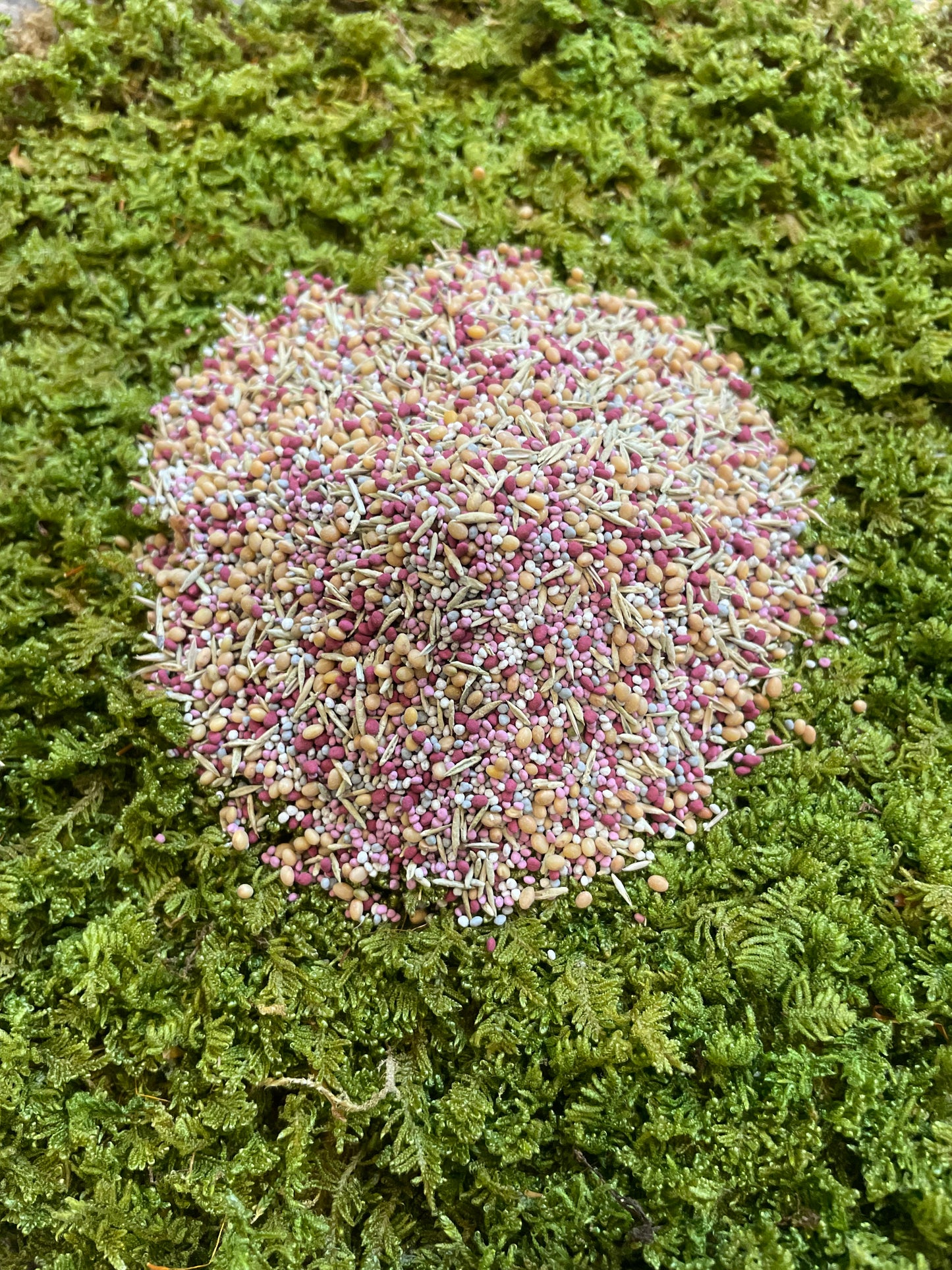 Low Grow Alternative Lawn Mix - No Mow