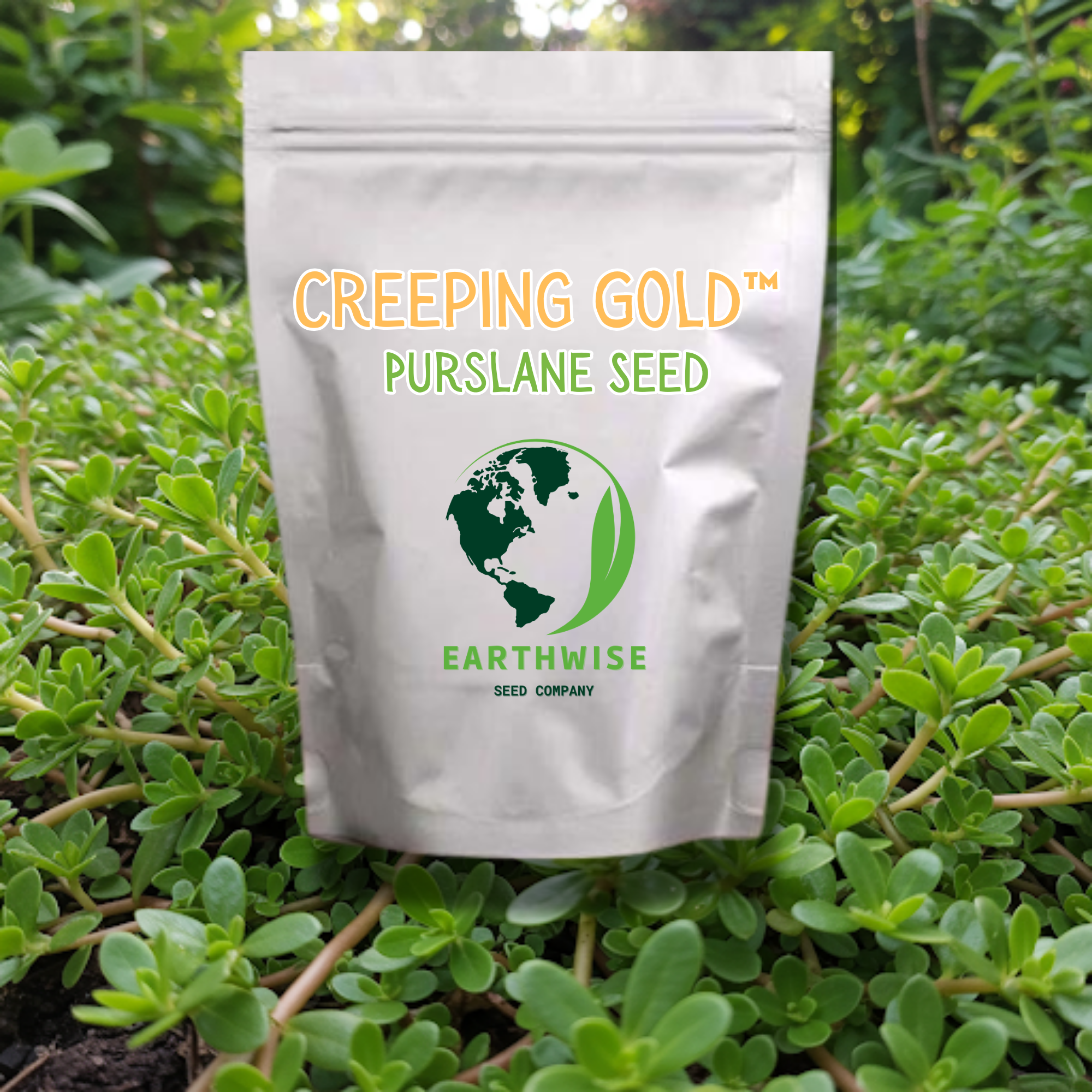 planting purslane seeds Low-Growing Purslane Seed