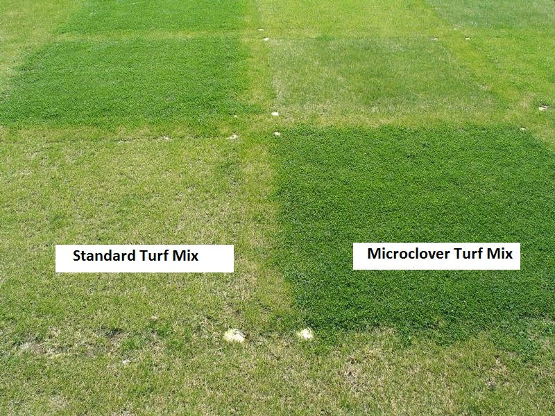 Microclover Alternative Lawn