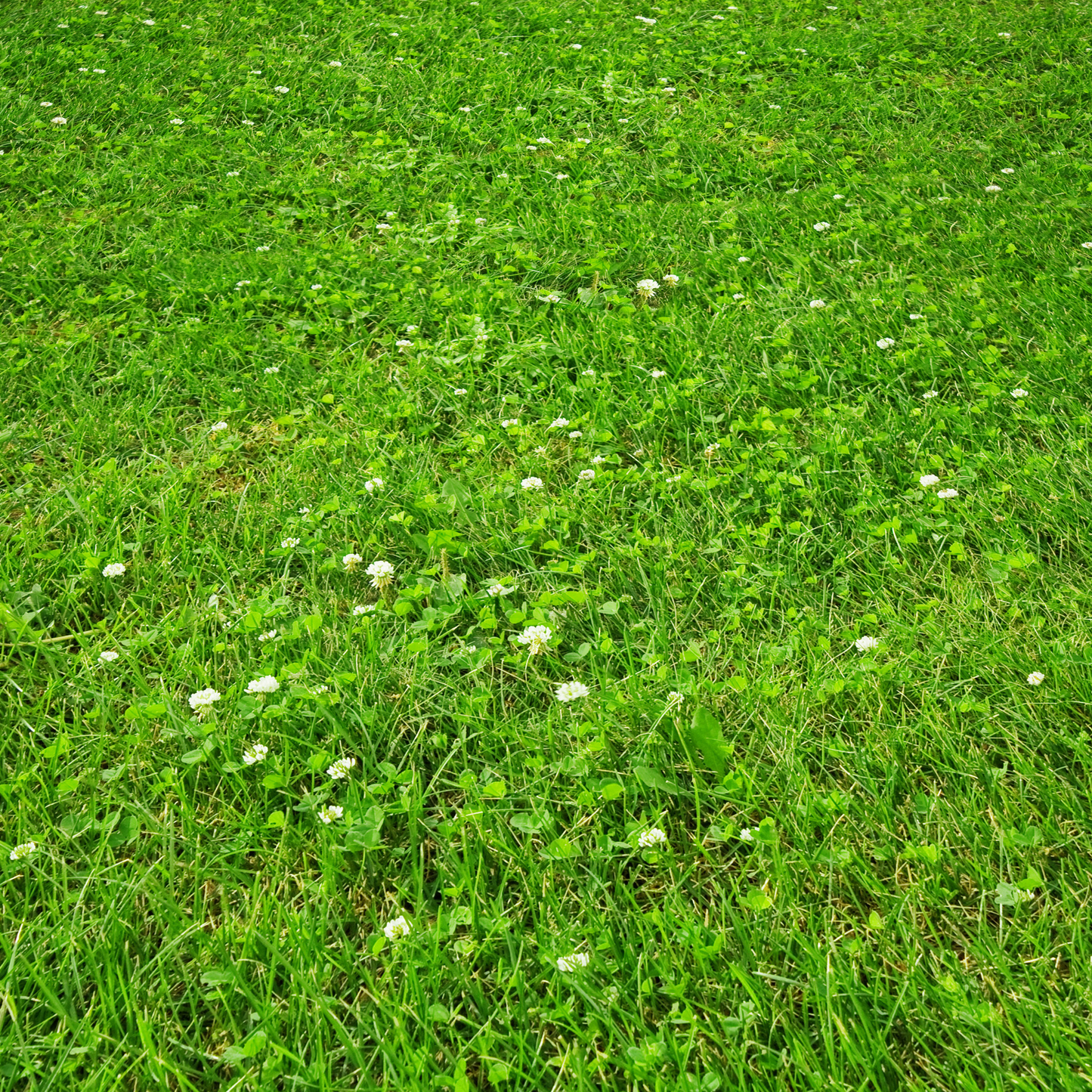 PetLawn Seed Mix