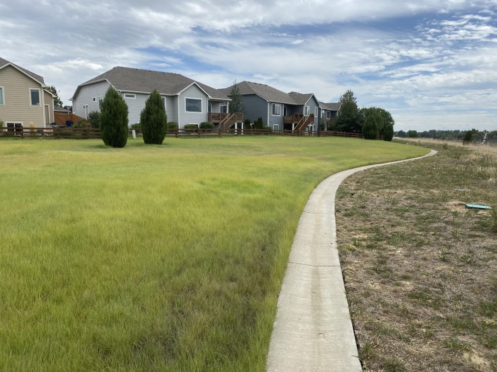 TrueGrass Native Lawn - The No Maintenance Native Lawn