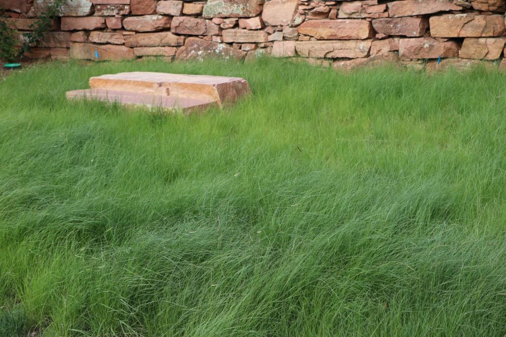 UnMowed