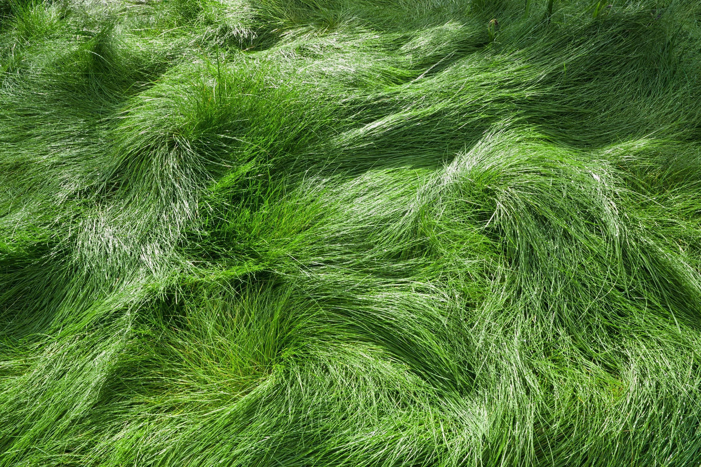 EcoSeed - The No Maintenance Lawn