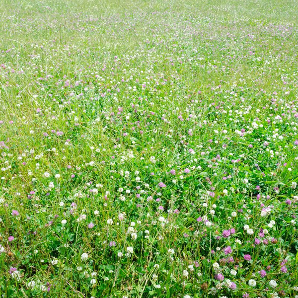 Low Grow Alternative Lawn Mix - No Mow