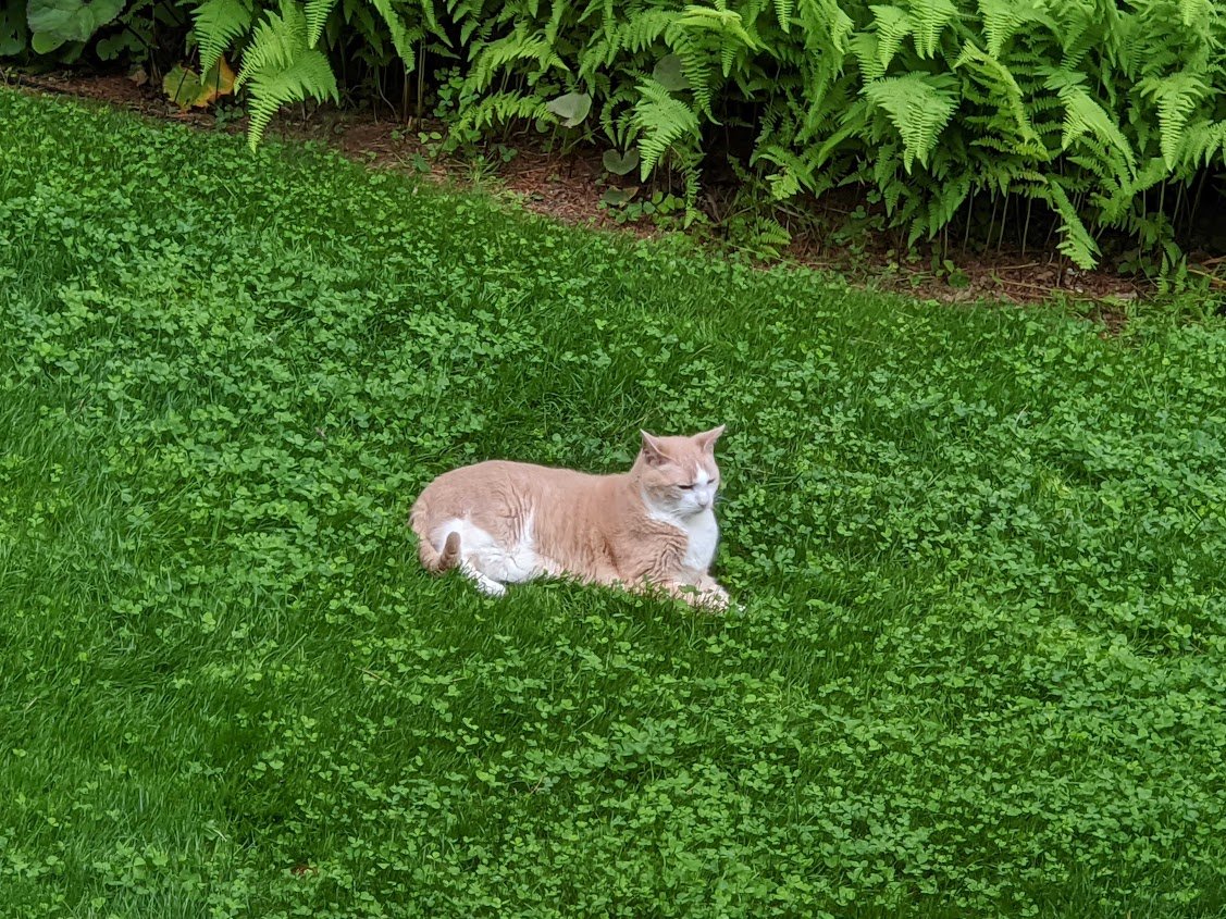 PetLawn Seed Mix