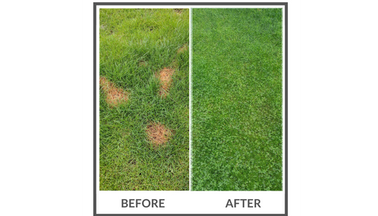 Magic Seed PetLawn | Bare Soil & Bare Spot Repair