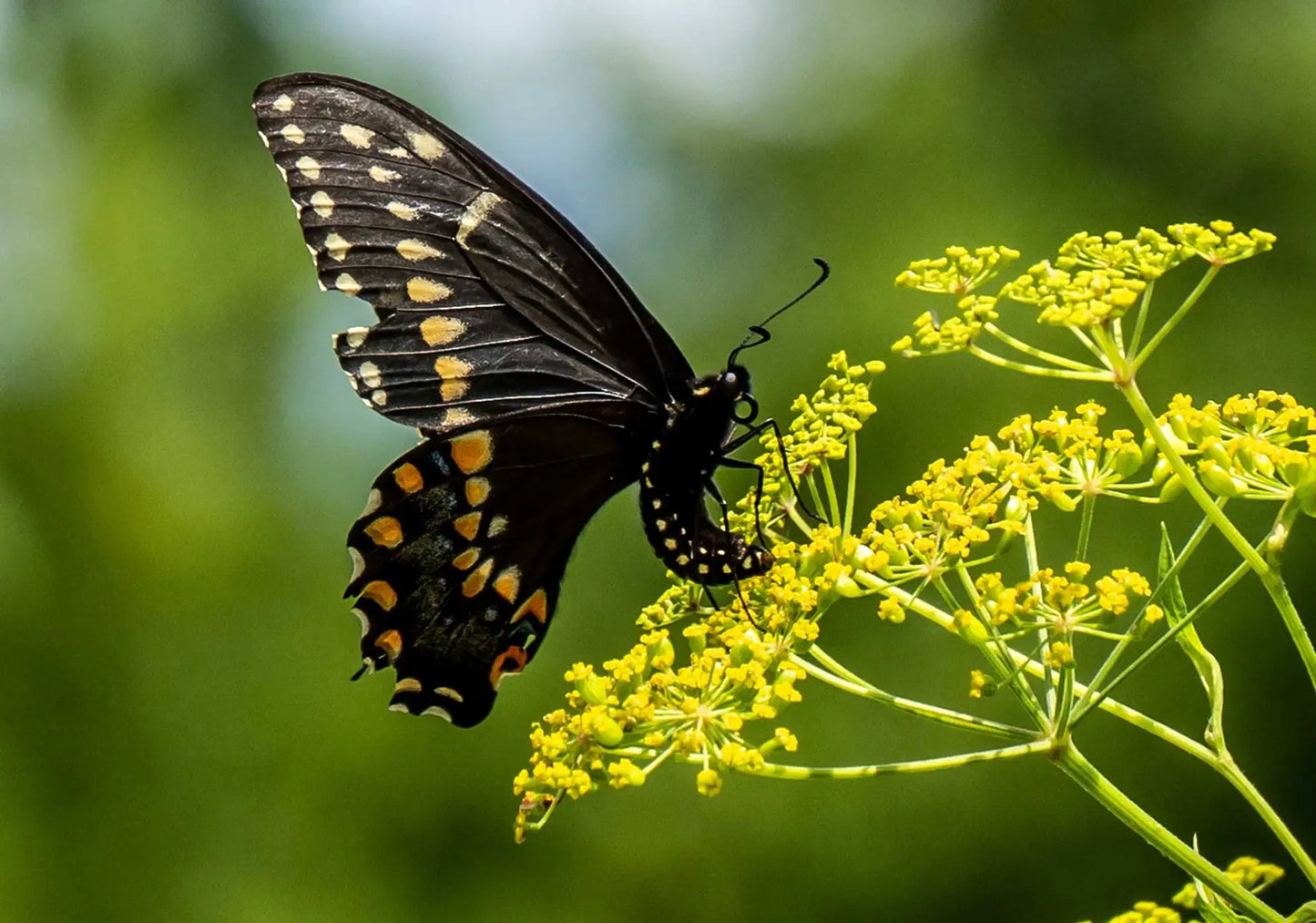 Wild Sunshine™ – Golden Alexander (Zizia aurea) Native Wildflower Seed Pollinator-Friendly, Perennial Ecotype