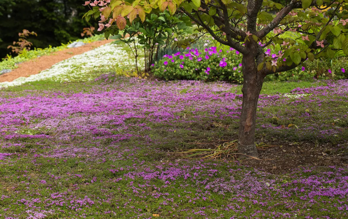 Thyme for a Change - Red Creeping Thyme Seed