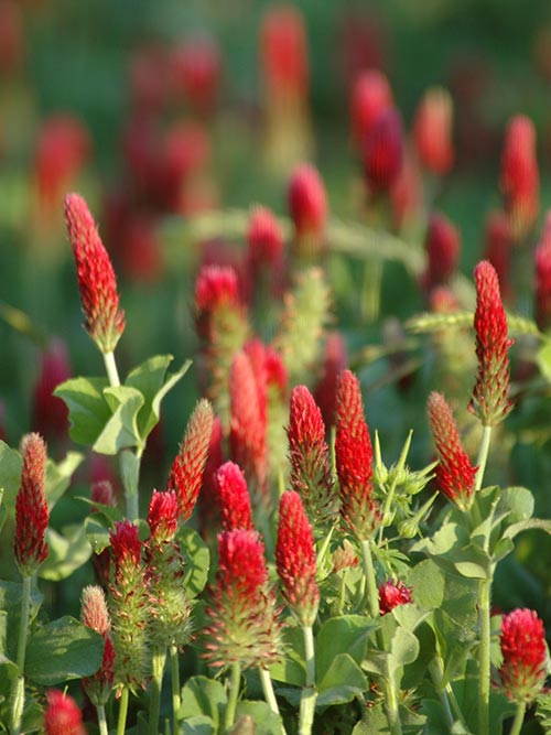 Crimson Clover, Over & Over (Trifolium Incarnatum) Seed