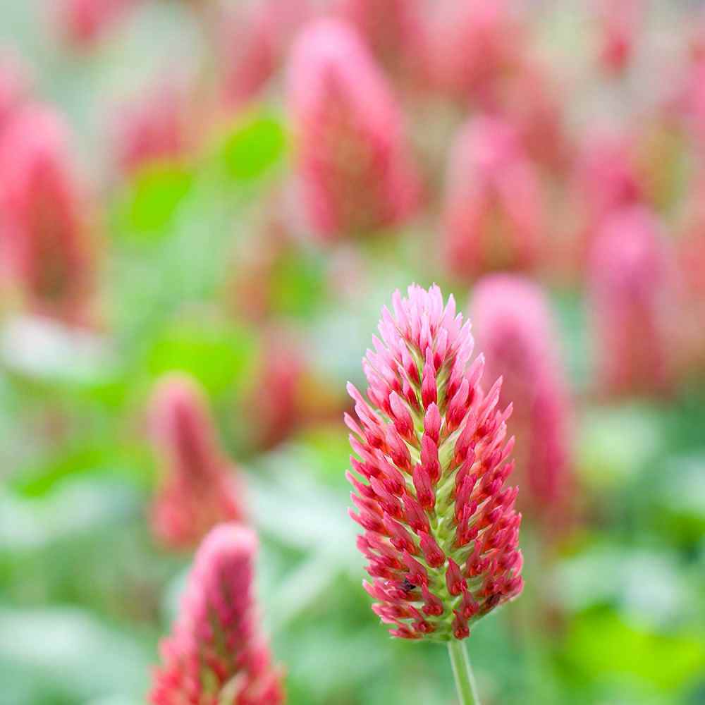 Crimson Clover, Over & Over (Trifolium Incarnatum) Seed