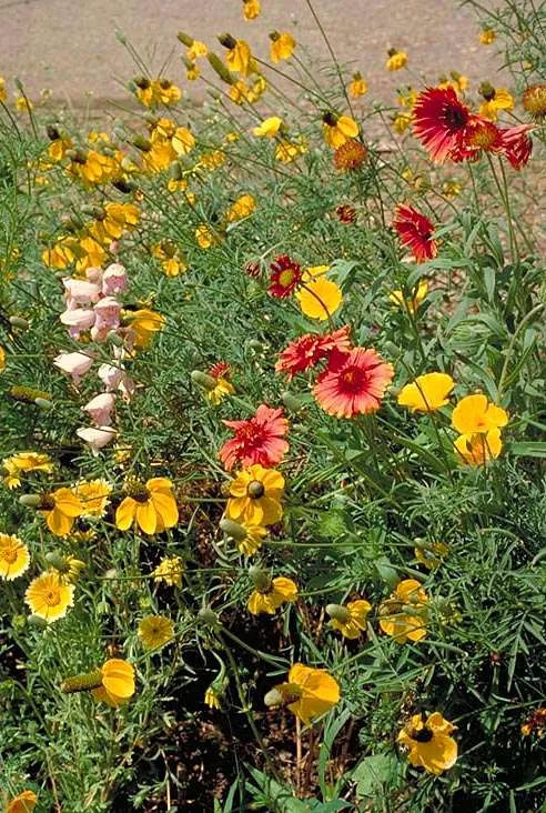 Southwest Native Meadowscaping Mix Alternative Lawn Seed