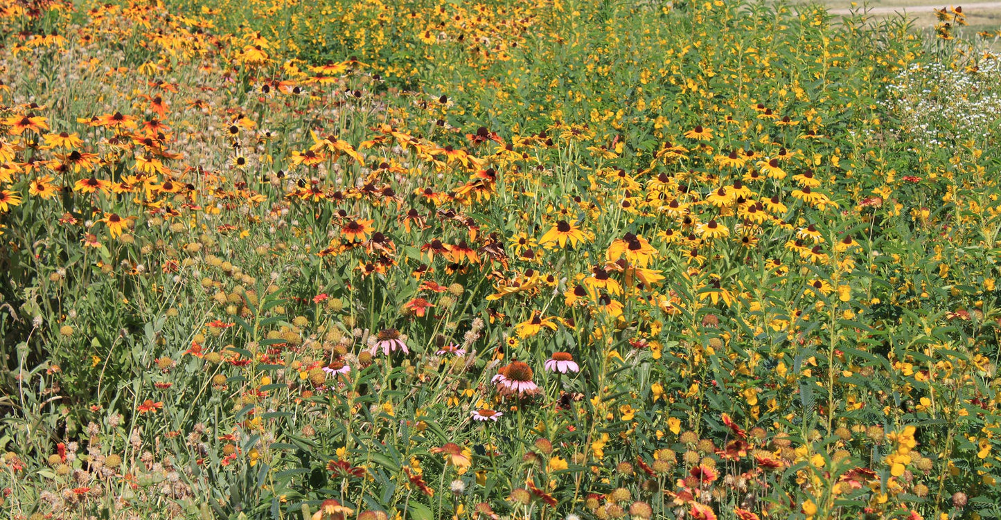 Southwest Native Meadowscaping Mix Alternative Lawn Seed