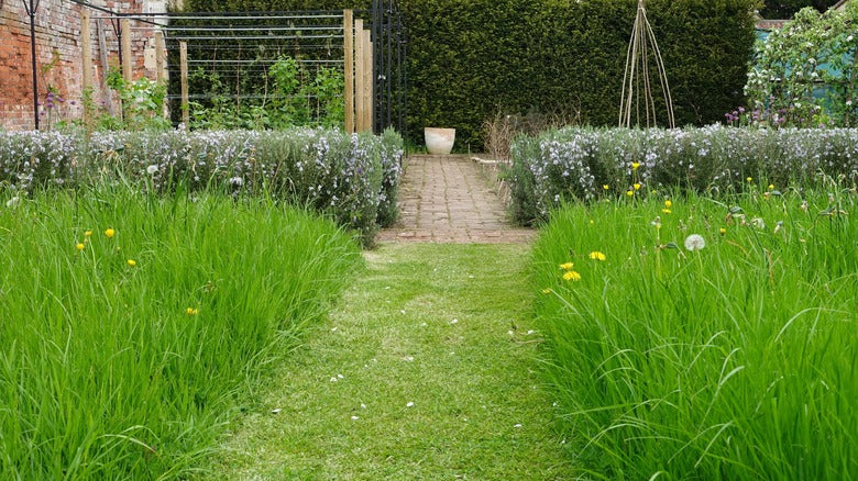 Meadowscaping Mix Alternative Lawn Seed