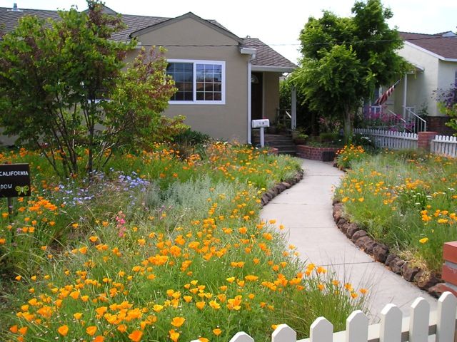 Meadowscaping Mix Alternative Lawn Seed