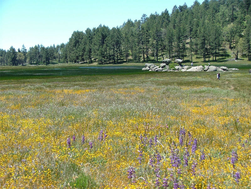 Southwest Native Meadowscaping Mix Alternative Lawn Seed