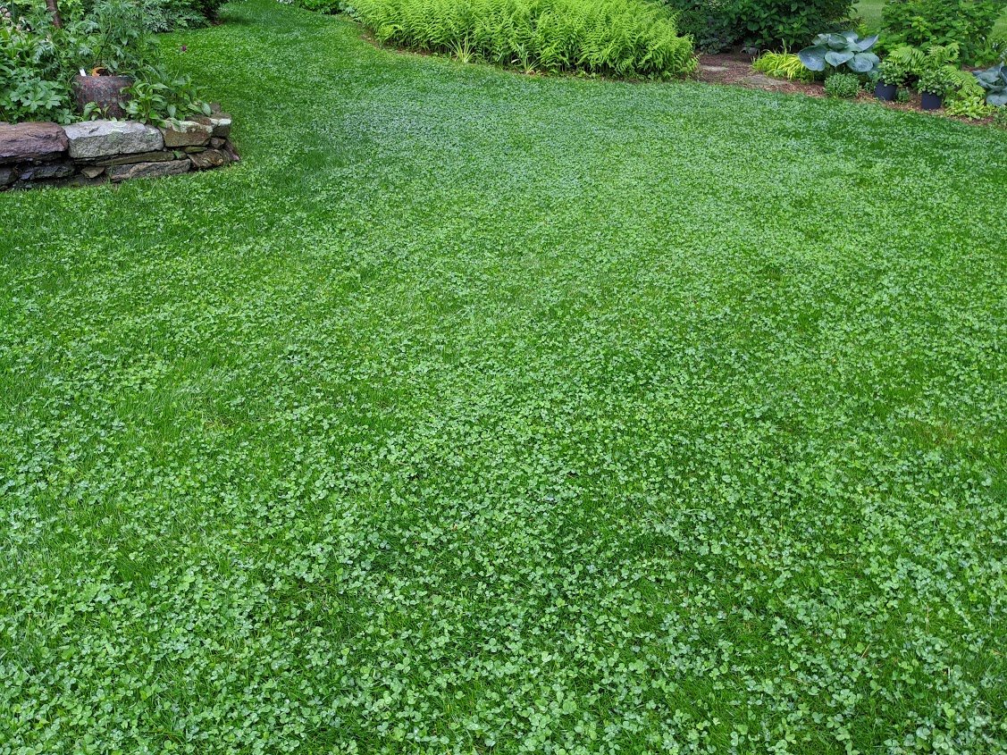 PetLawn Seed Mix
