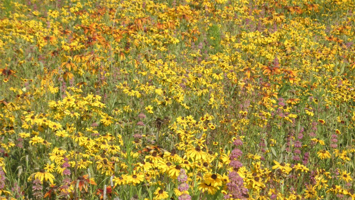 Southwest Native Meadowscaping Mix Alternative Lawn Seed