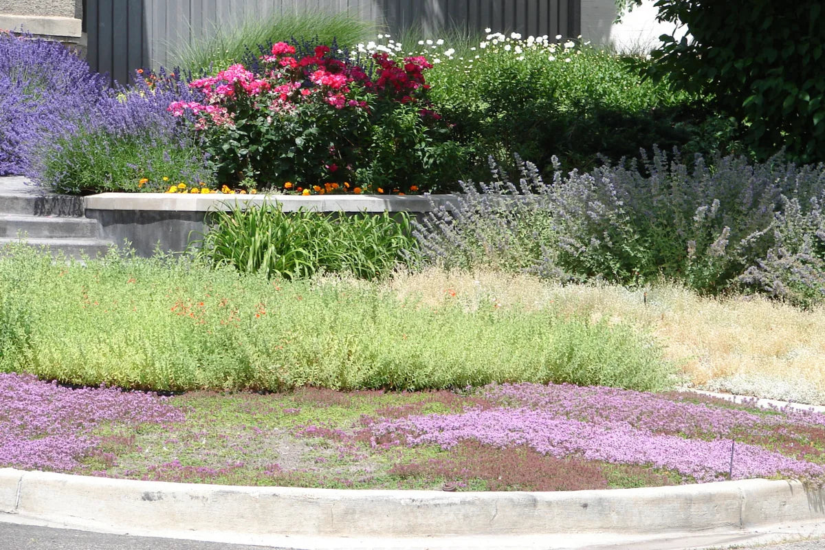 With Creeping Red Thyme