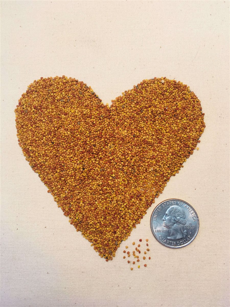White Dutch Clover Alternative Lawn Seed