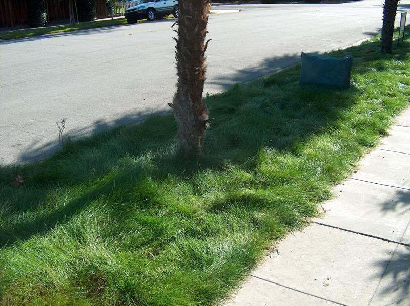 EcoSeed - The No Maintenance Lawn