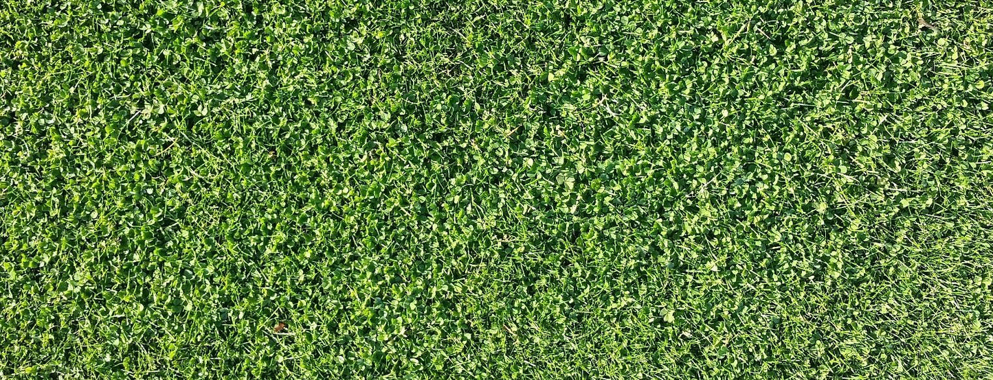 Microclover Alternative Lawn