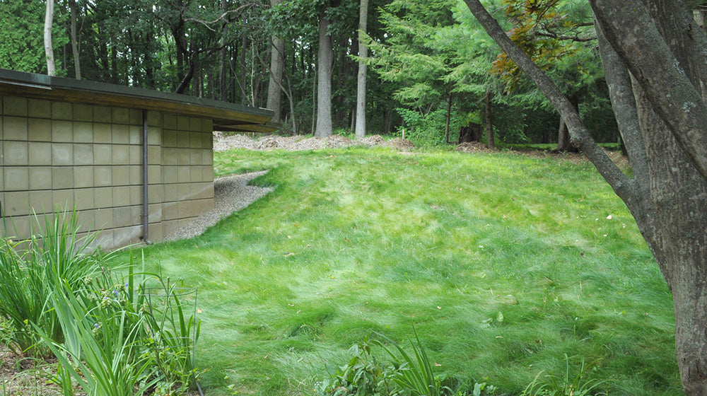 EcoSeed on a hill