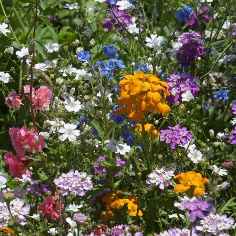Shady Native Wildflower Mix