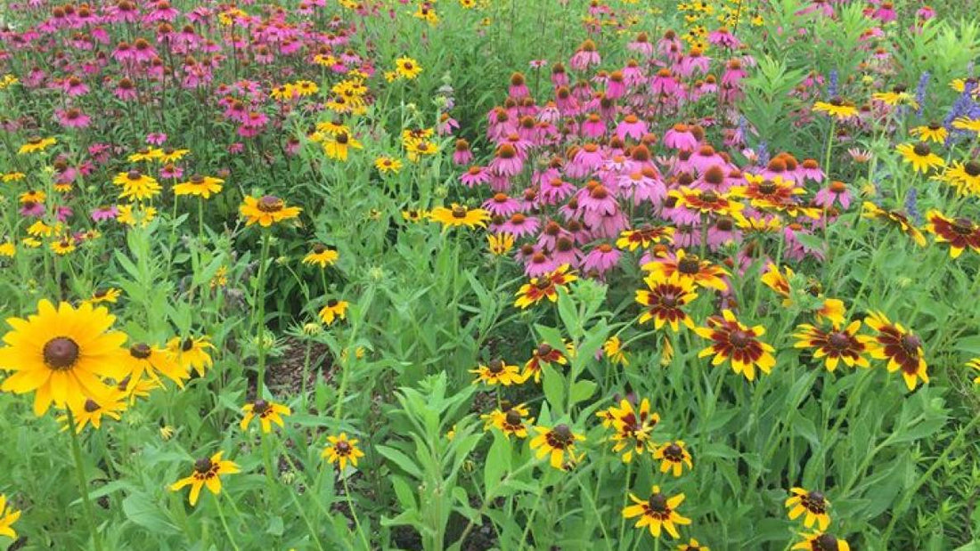 Wildflowers 101: Understanding the Difference Between Annuals, Perennials, and Biennials