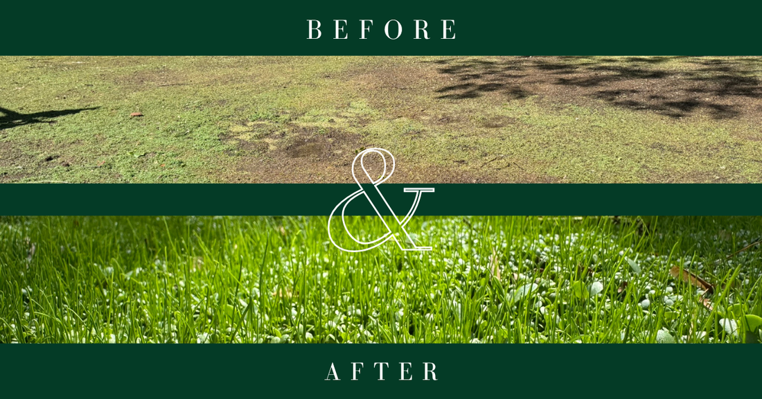 Before patchy and dead grass. After low Grow is thriving and green. 