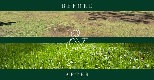 Before patchy and dead grass. After low Grow is thriving and green. 
