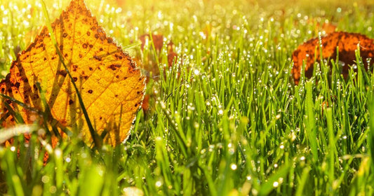 Why Fall is the Ideal Time for Your Alternative Lawn