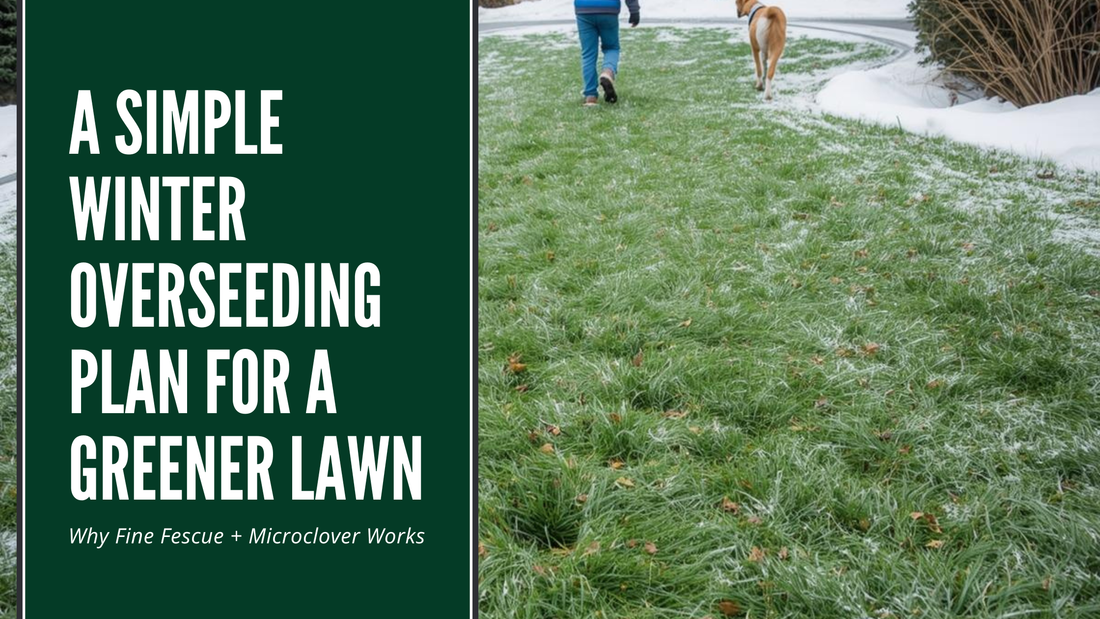winter overseeding fine fescue microclover lawn