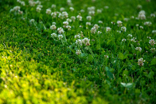 How to Replace Your Grass Lawn with Clover