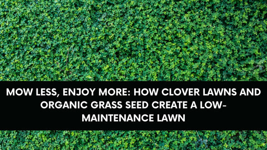 Mow Less, Enjoy More: How Clover Lawns and Organic Grass Seed Create a Low-Maintenance Lawn