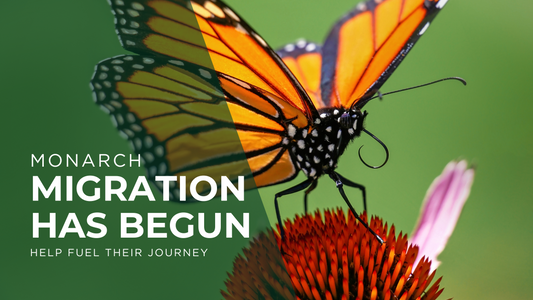image of a monarch butterfly on a coneflower "Monarch Migration has begun"