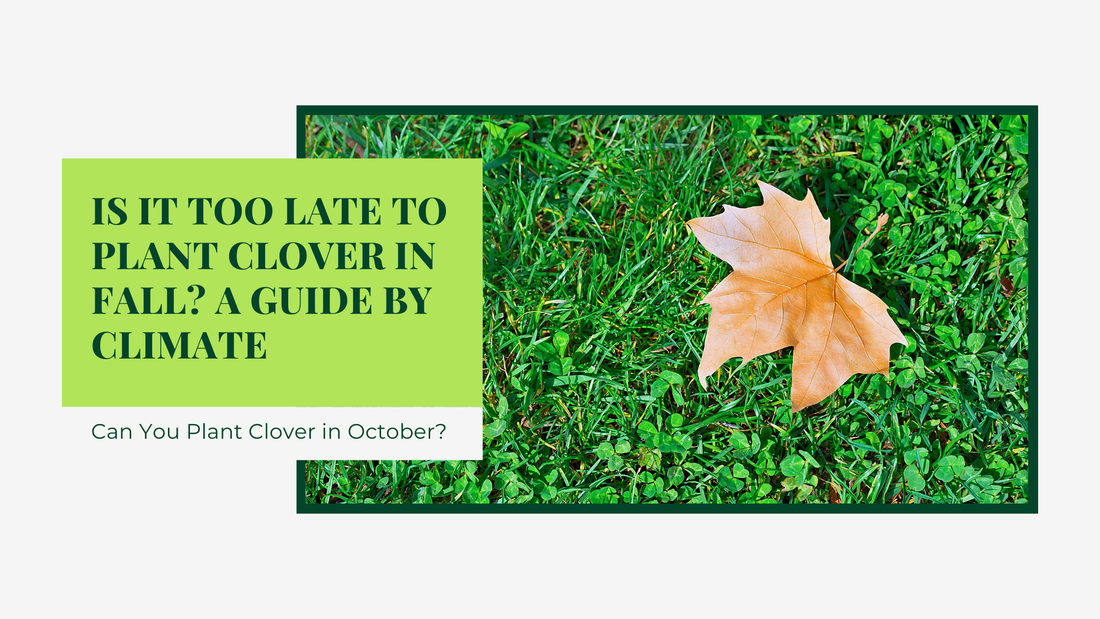 Is It Too Late to Plant Clover in Fall? A Guide by Climate