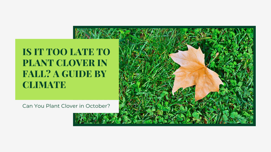 Is It Too Late to Plant Clover in Fall? A Guide by Climate