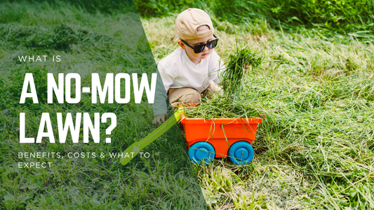 What Is a No-Mow Lawn? Benefits, Costs & What to Expect