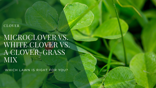 Microclover vs. White Clover vs. a Clover-Grass Mix: Which Lawn Is Right for You?