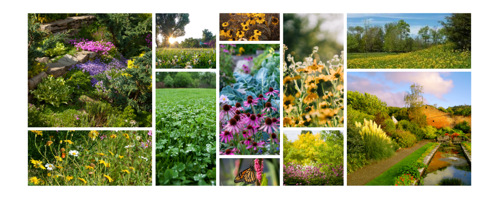 Ecofriendly lawns and Cottage Core Gardening Aesthetic 