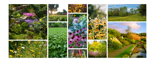 Ecofriendly lawns and Cottage Core Gardening Aesthetic 