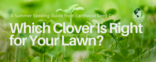 Clover background image "A Summer Seeding Guide from Earthwise Seed Co: Which Clover Is Right for Your Lawn?"