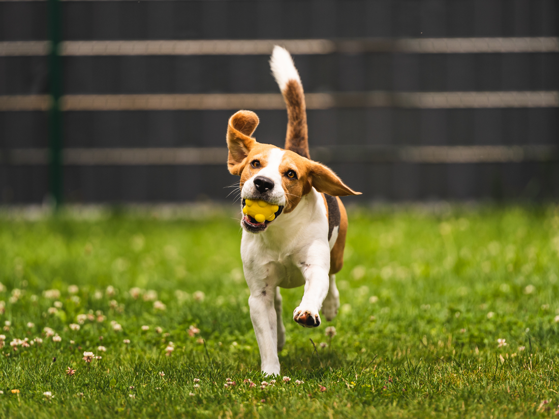 Dog playing in a lawn of White Dutch Clover