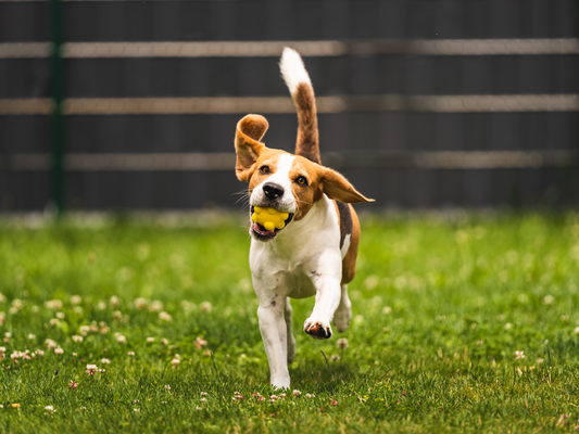 Dog playing in a lawn of White Dutch Clover